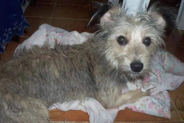 Cachorro ra a poodle com viralata idade 2 anos nome Lilica GRATIFICA