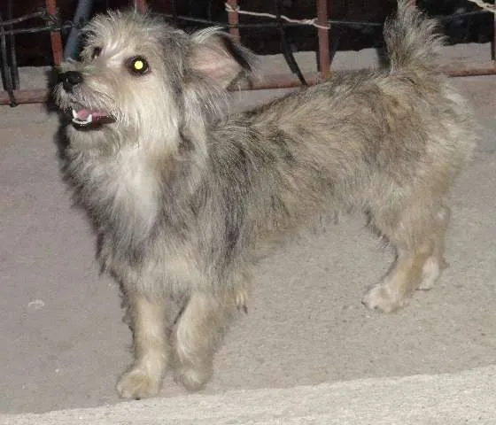 Cachorro ra a poodle com viralata idade 2 anos nome Lilica GRATIFICA