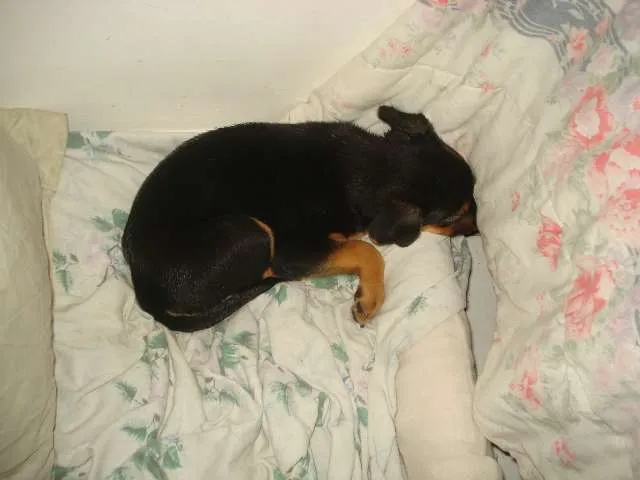 Cachorro ra a vira lata idade Abaixo de 2 meses nome Lilika