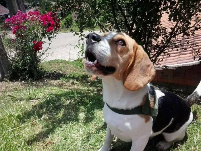 Cachorro ra a Beagle idade 1 ano nome Zé GRATIFICA
