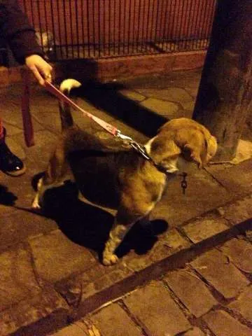 Cachorro ra a Beagle idade 1 ano nome Beagle Macho