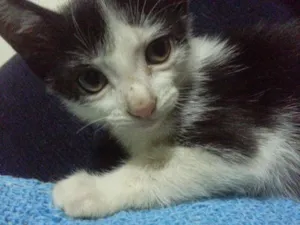 Gato raça SRD idade Abaixo de 2 meses nome Lili