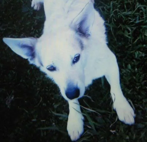 Cachorro ra a Vira lata idade 5 anos nome João GRATIFICA