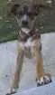 Cachorro raça mestica de biagle idade 2 a 6 meses nome Mel