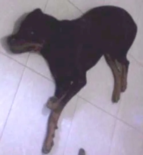 Cachorro ra a Rottweiler idade 2 anos nome Máximus