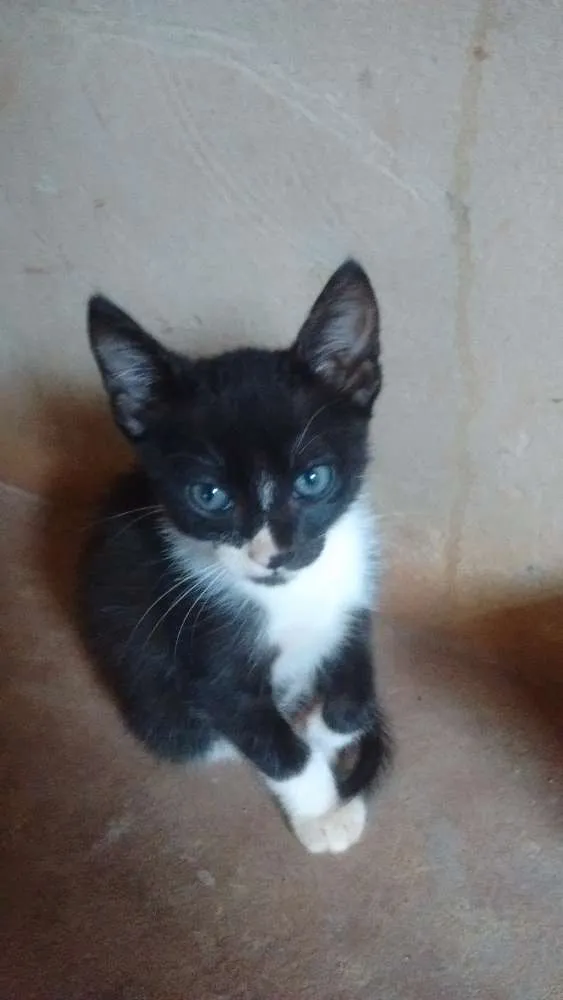 Gato ra a - idade Abaixo de 2 meses nome Frajola