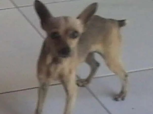 Cachorro ra a Pinscher idade 5 anos nome Tuayla