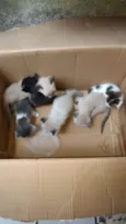 6 gatinhos abandonad