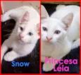 Snow e Princesa Léia