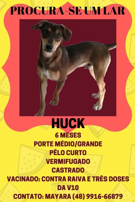 Cachorro ra a Vira Lata idade 7 a 11 meses nome Huck