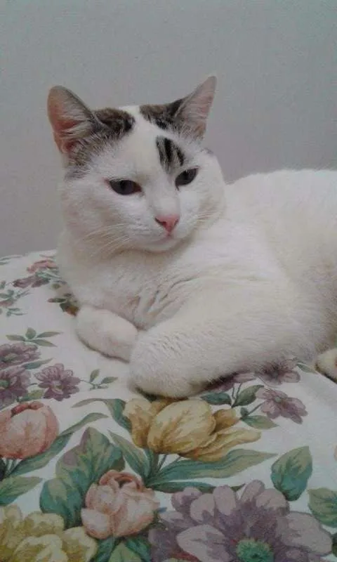 Gato ra a Sem raça  idade 3 anos nome Romeu GRATIFICA