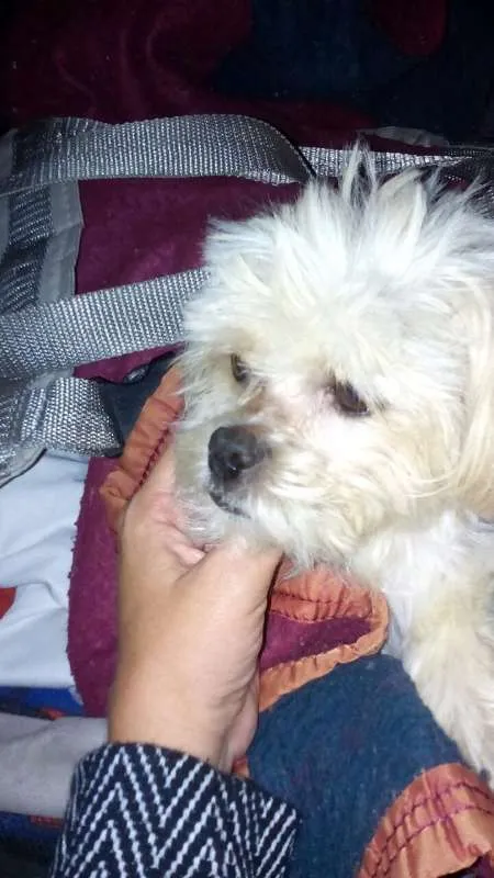 Cachorro ra a Lhasa apso idade 6 ou mais anos nome Brigitte GRATIFICA