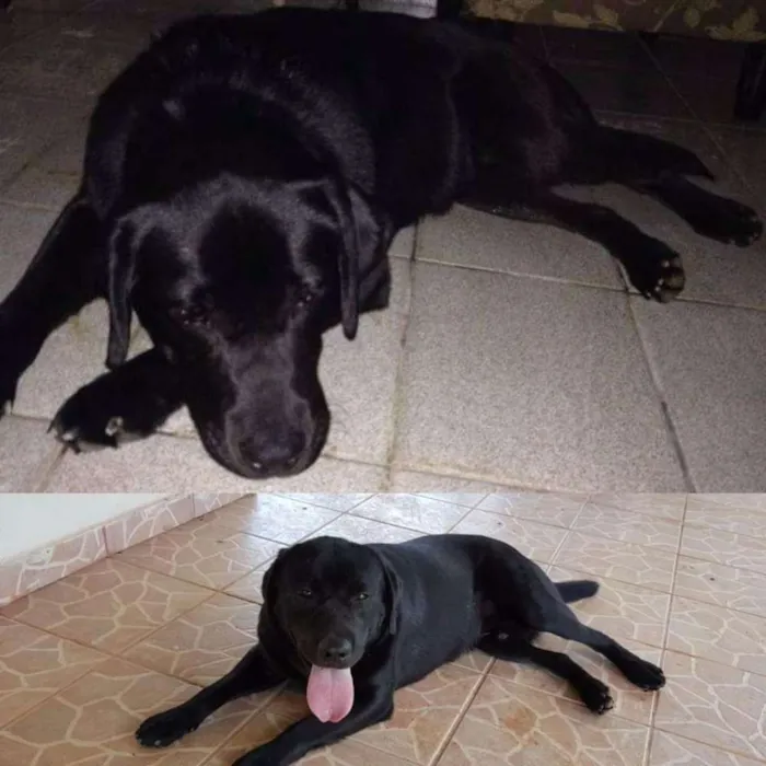 Cachorro ra a Labrador idade 2 anos nome Thor