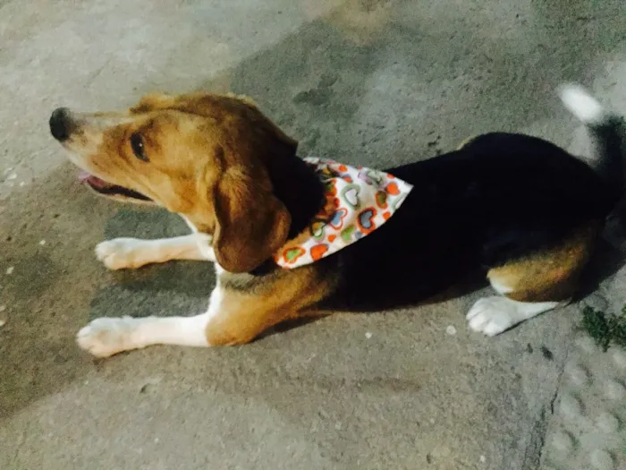 Cachorro ra a Beagle  idade 3 anos nome Bowser