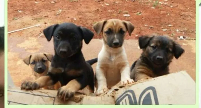 Cachorro ra a Vira-lata idade 2 a 6 meses nome são 4 lindos cães