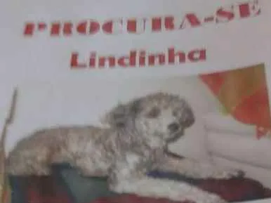Cachorro ra a Poodle idade 6 ou mais anos nome Lindinha