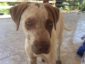 Cachorro raça Pitbull com labrador idade 2 a 6 meses nome Pingo