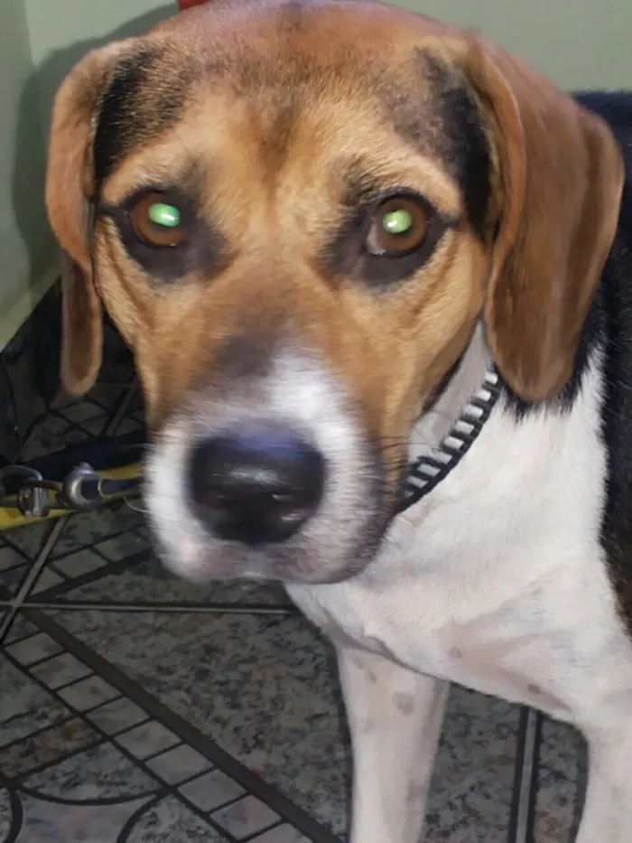 Cachorro ra a Beagle idade 1 ano nome Laiza