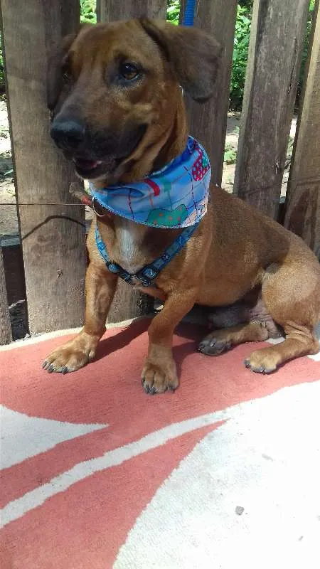 Cachorro ra a SRD idade 2 anos nome Romário