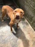 pitbull, 10 meses