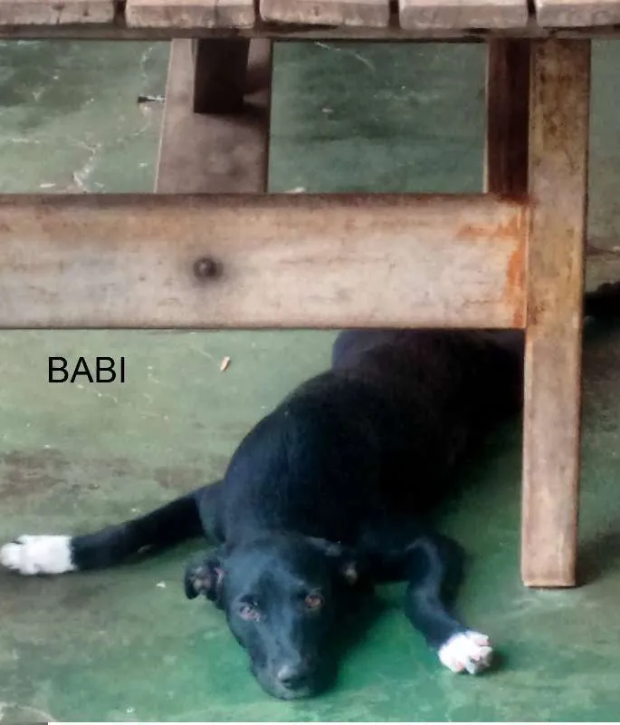 Cachorro ra a SRD idade 2 a 6 meses nome BABI