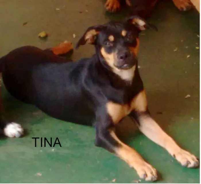 Cachorro ra a SRD idade 2 a 6 meses nome TINA