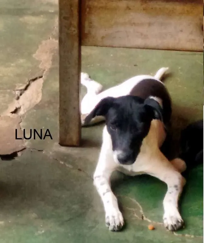 Cachorro ra a SRD idade 2 a 6 meses nome LUNA