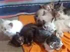 Gato raça Siamês/preto/morisco/branco idade Abaixo de 2 meses nome Vários