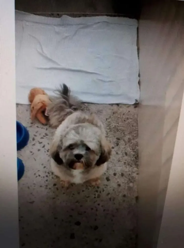 Cachorro ra a Lhasa apso idade 2 a 6 meses nome Thor