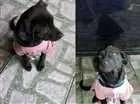 Cachorro raça SRD idade 7 a 11 meses nome Luna