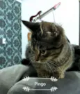 Pingo (castrado)