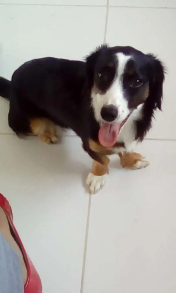 Cachorro ra a Vira-lata idade 7 a 11 meses nome Luli