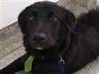Cachorro raça Mestiço com labrador idade 1 ano nome Budy