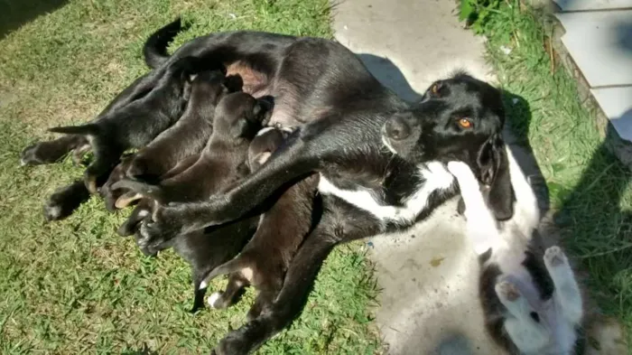 Cachorro ra a Caiçara Terrier idade 2 a 6 meses nome Caiçaras Terriers