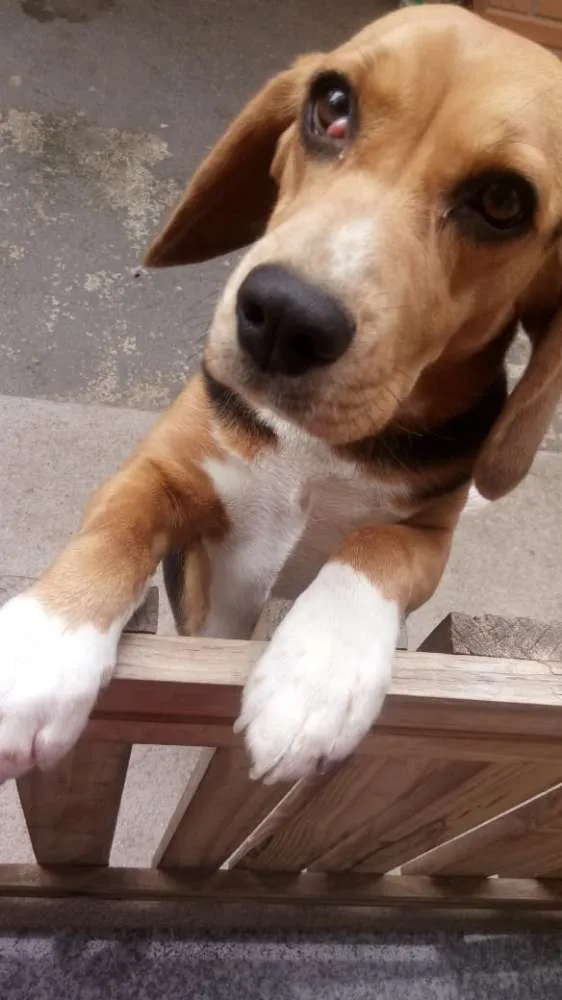 Cachorro ra a Beagle idade 1 ano nome Lara