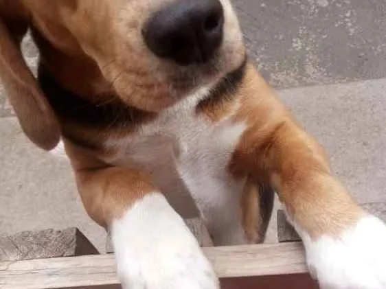 Cachorro ra a Beagle idade 1 ano nome Lara