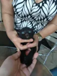 Bebês  gatinhos
