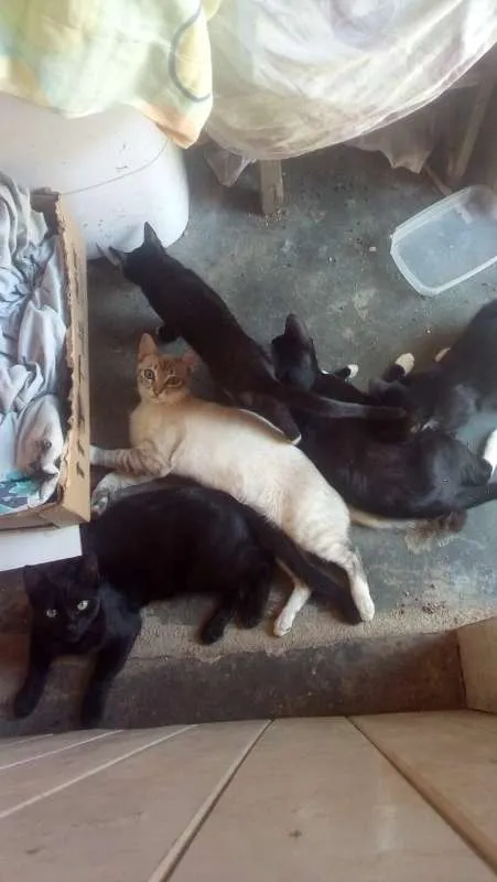 Gato ra a Vira-lata idade 7 a 11 meses nome Quatro Gatinhos