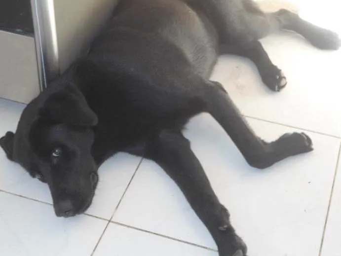 Cachorro ra a Labrador com Akita  idade 6 ou mais anos nome Zeus
