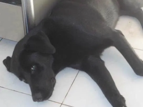 Cachorro ra a Labrador com Akita  idade 6 ou mais anos nome Zeus
