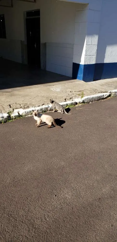 Gato ra a  idade 1 ano nome Não possuem nomes