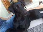 Cachorro raça Vira lata com labrador idade 2 anos nome Pantera