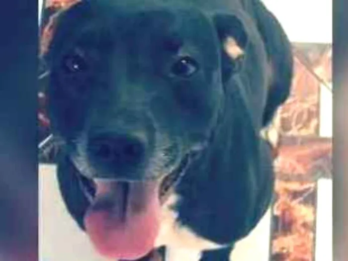 Cachorro ra a Pitbull com labrador  idade 3 anos nome Savannah