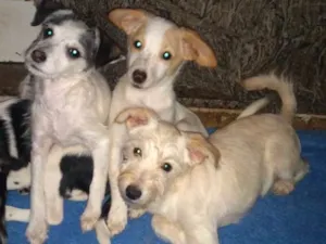 Cachorro raça Vira-lata idade 2 a 6 meses nome Ainda sem nome