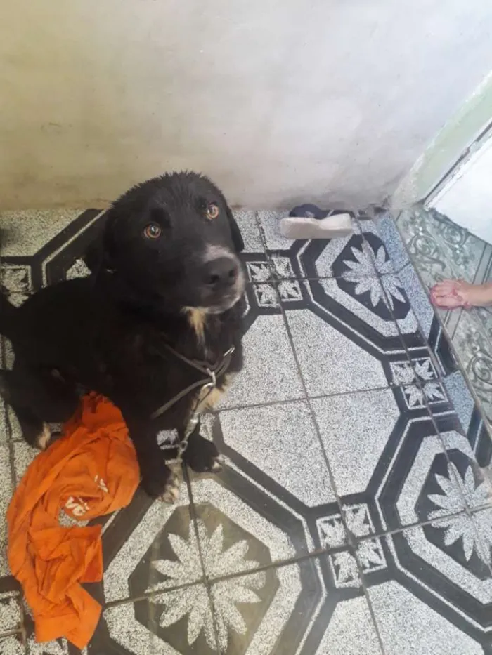 Cachorro ra a Labrador com akita idade 1 ano nome Chuvisco