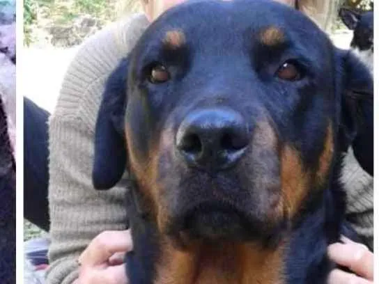 Cachorro ra a Rottweiler idade 3 anos nome Sandy