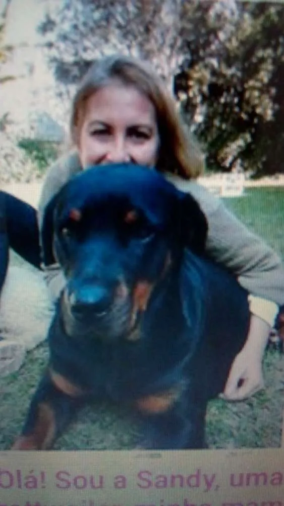 Cachorro ra a Rottweiler idade 3 anos nome Sandy