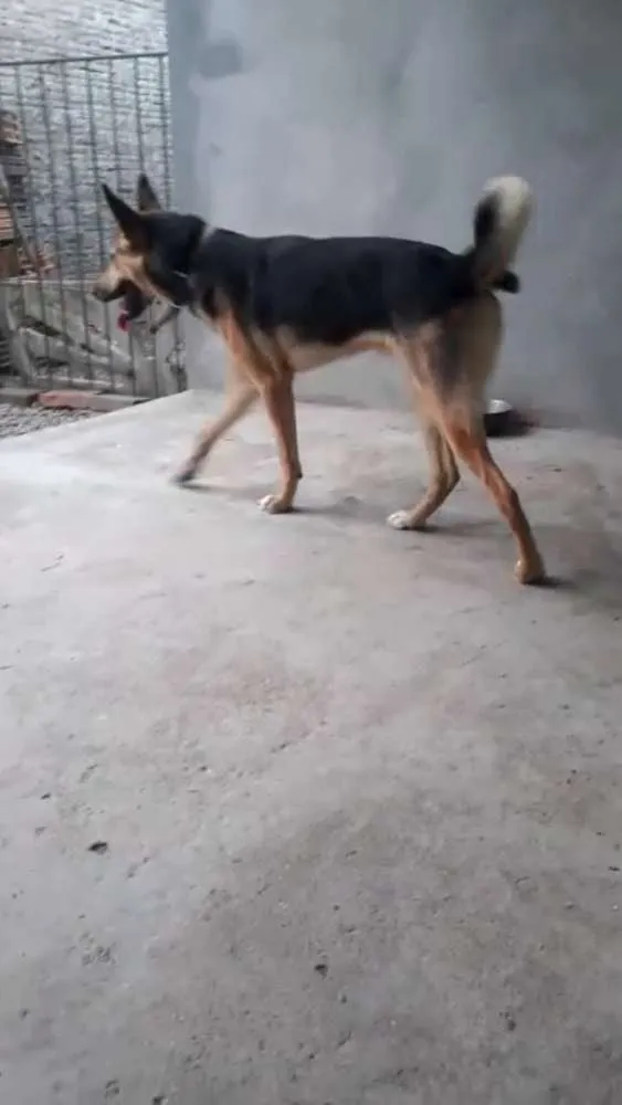 Cachorro ra a Vira-lata com pastor alemão  idade 1 ano nome Lion