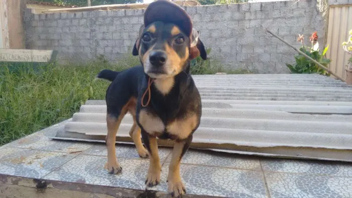 Cachorro ra a Terrier brasileiro idade 6 ou mais anos nome Shaike
