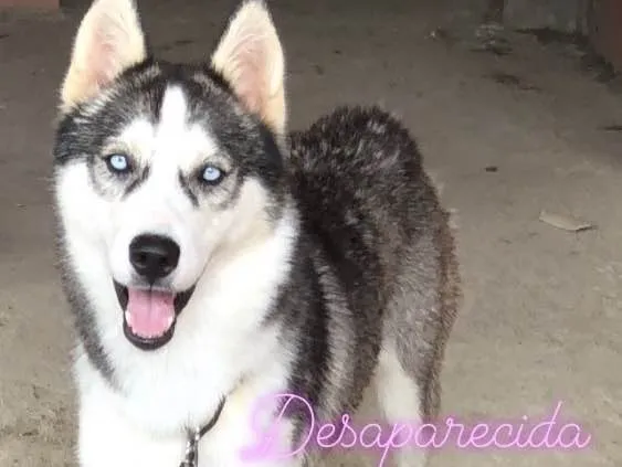 Cachorro ra a Husky siberiano  idade 2 anos nome Chiquinha